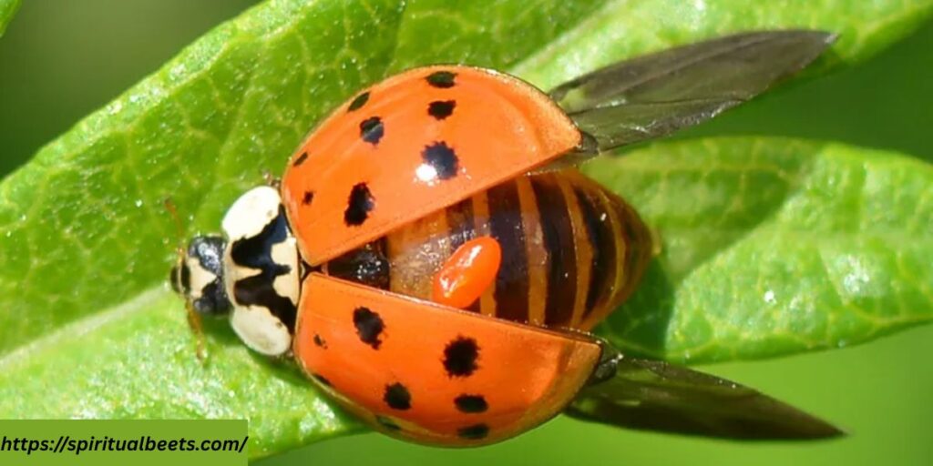 asian lady beetle spiritual