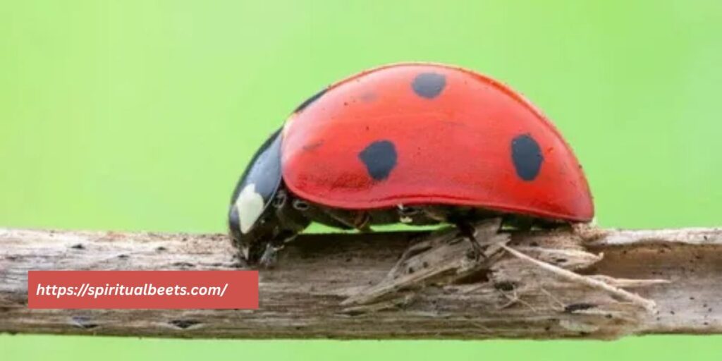 biblical meaning of a ladybug
