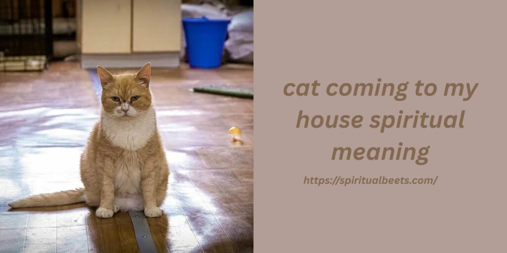 cat coming to my house spiritual meaning