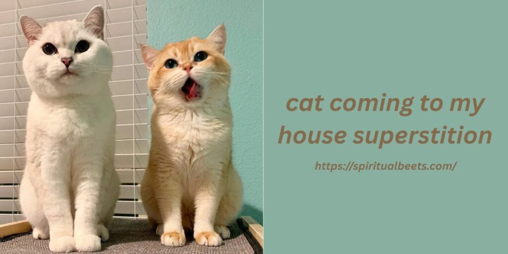 cat coming to my house superstition