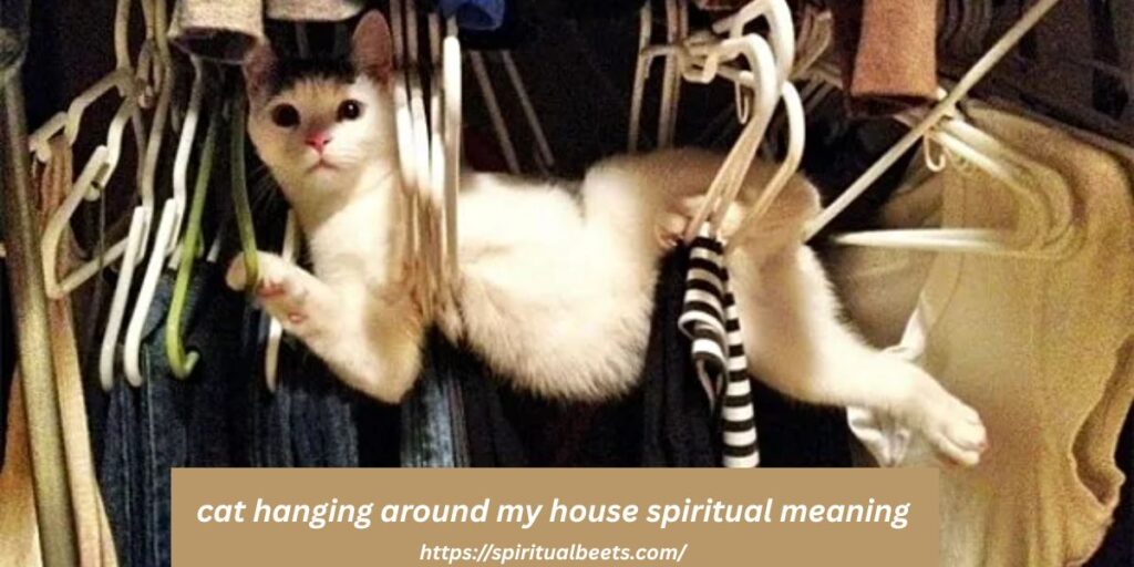 cat hanging around my house spiritual meaning