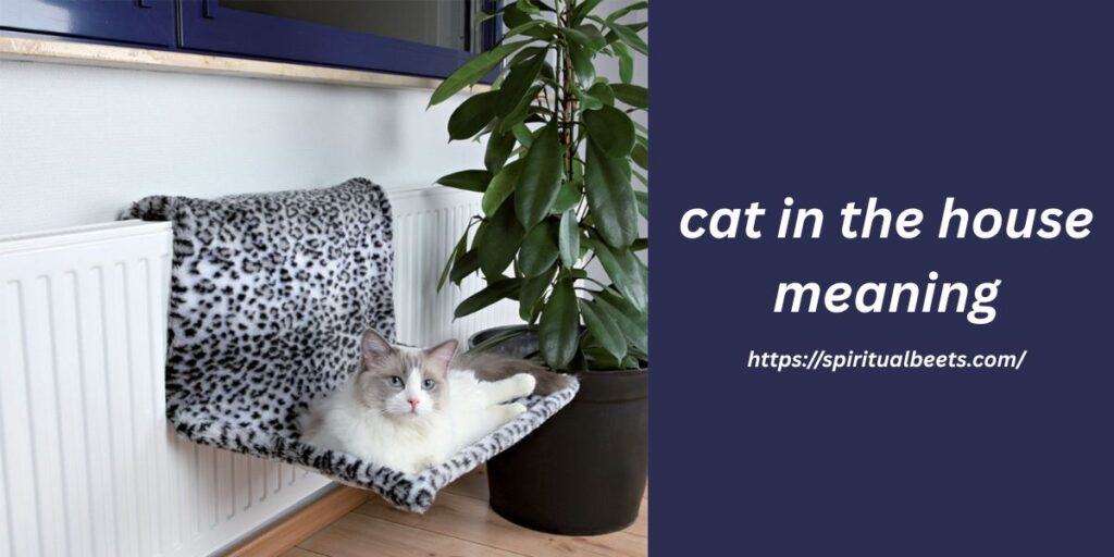 cat in the house meaning