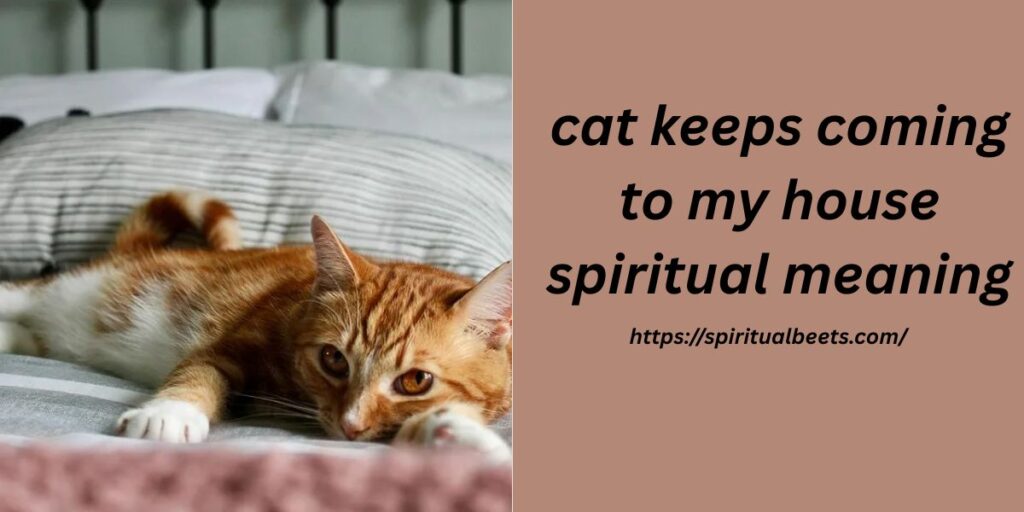 cat keeps coming to my house spiritual meaning