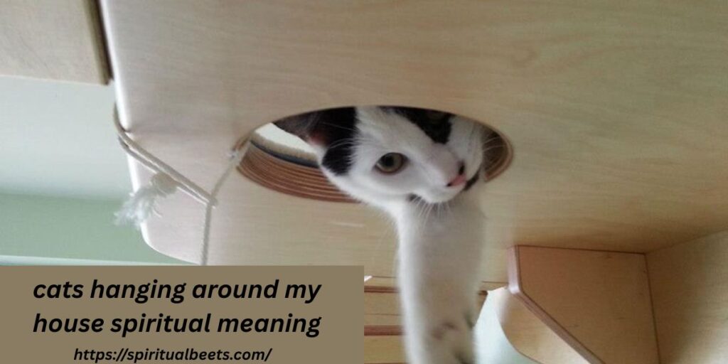 cats hanging around my house spiritual meaning