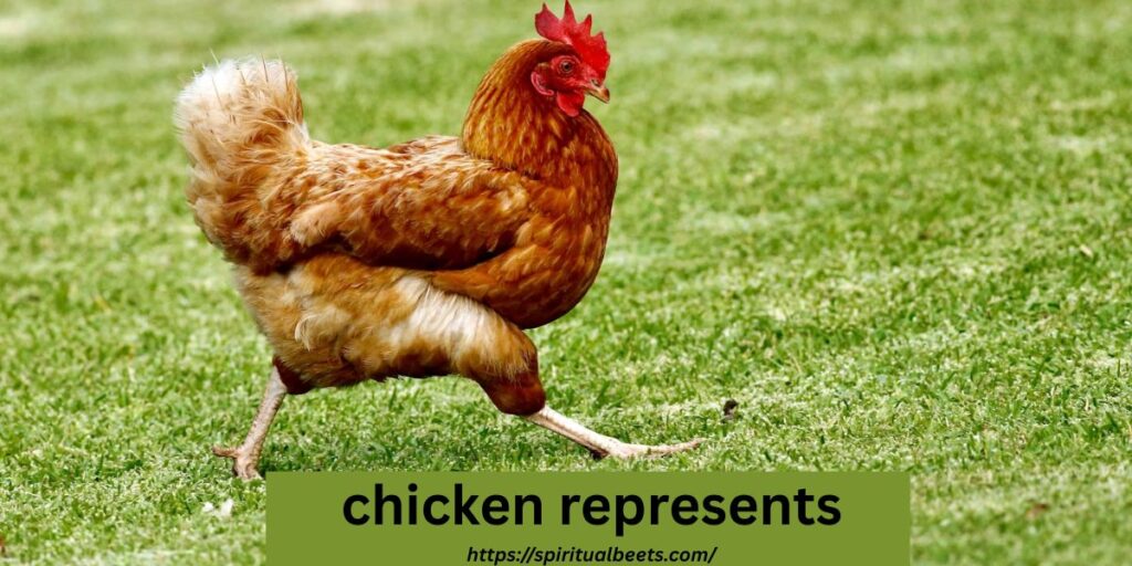 chicken represents
