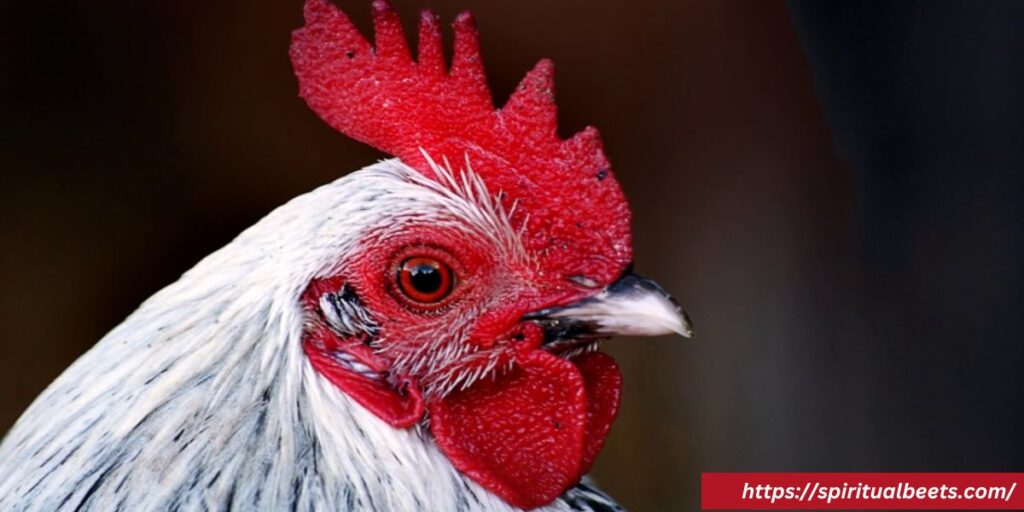 chicken spirit animal