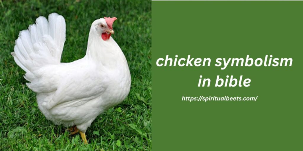 chicken symbolism in bible