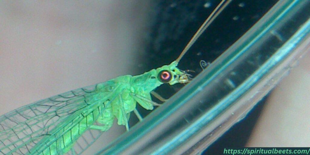 chrysoperla carnea spiritual meaning