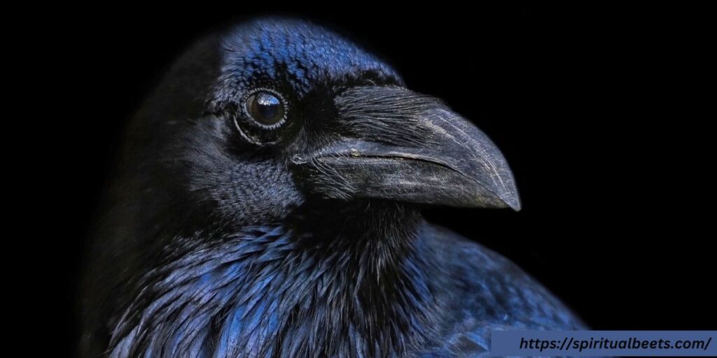 crow bible meaning