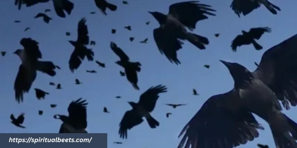 crows meaning in the bible
