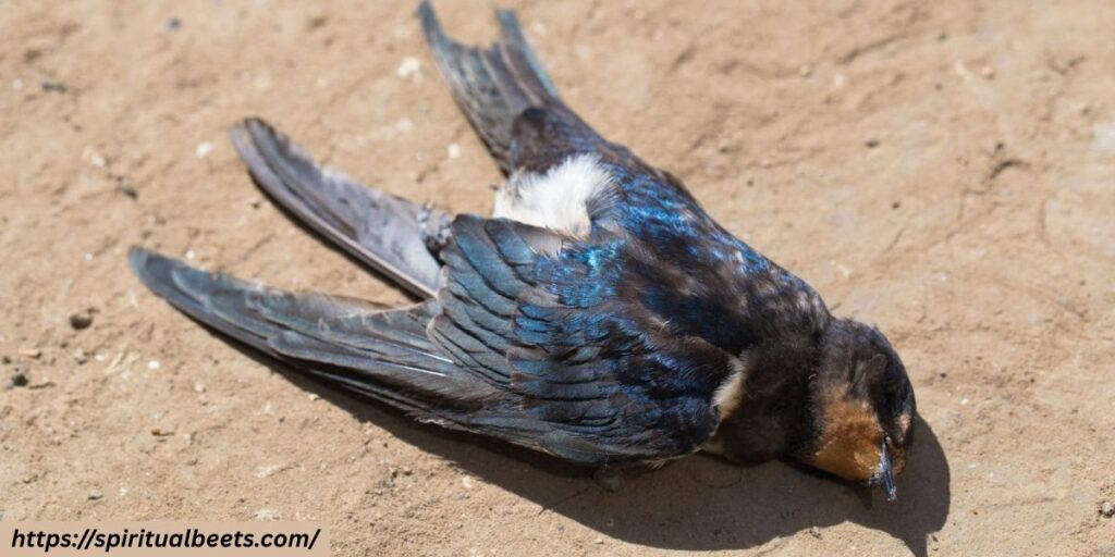 dead bird meaning spiritual
