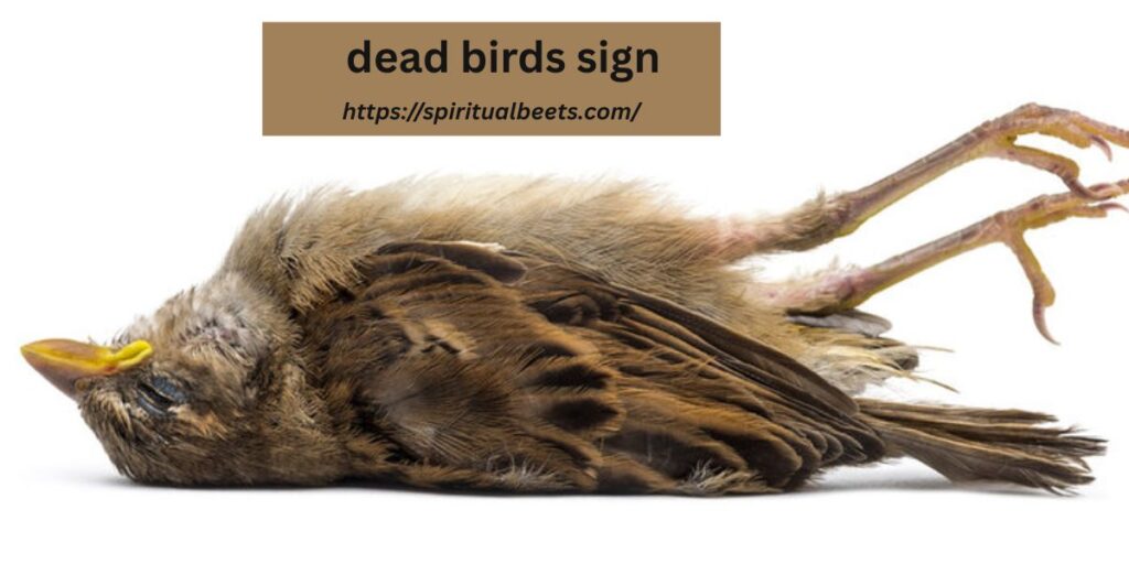 dead birds sign