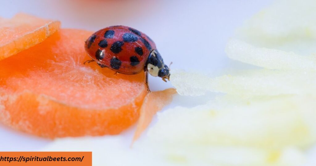dead ladybug spiritual meaning