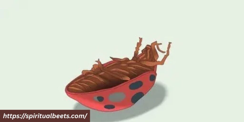 dead ladybugs meaning