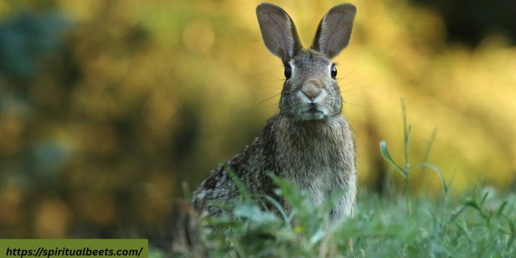 dead rabbit spiritual meaning