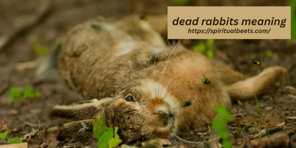 dead rabbits meaning
