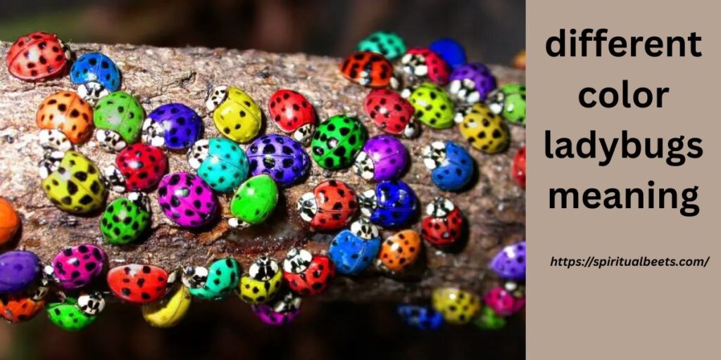 different color ladybugs meaning