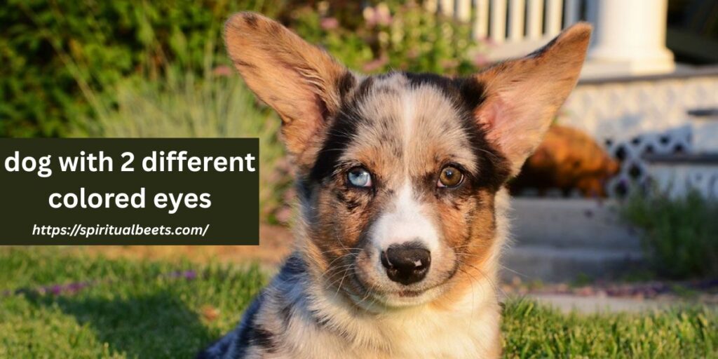 dog with 2 different colored eyes