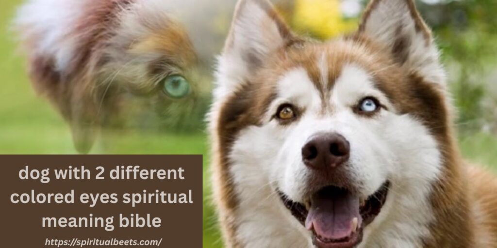 dog with 2 different colored eyes spiritual meaning bible