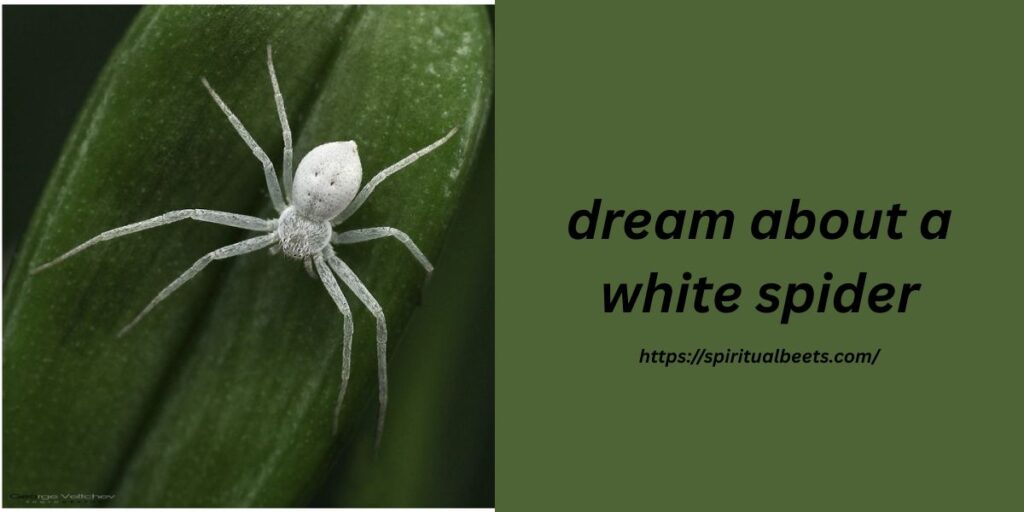 dream about a white spider