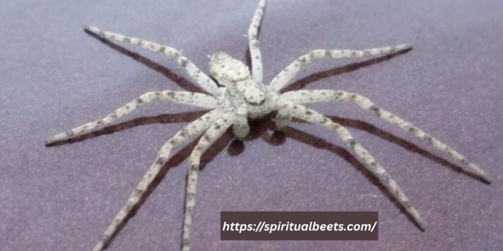 dream meaning white spider