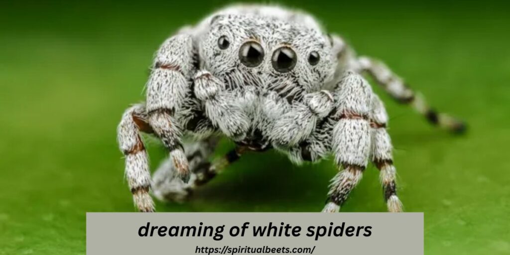 dreaming of white spiders