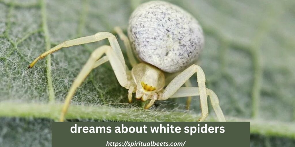 dreams about white spiders