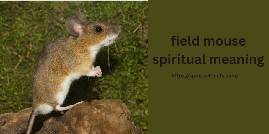 field mouse spiritual meaning