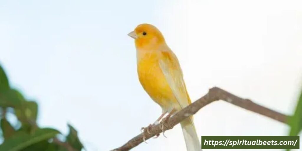 finch meaning