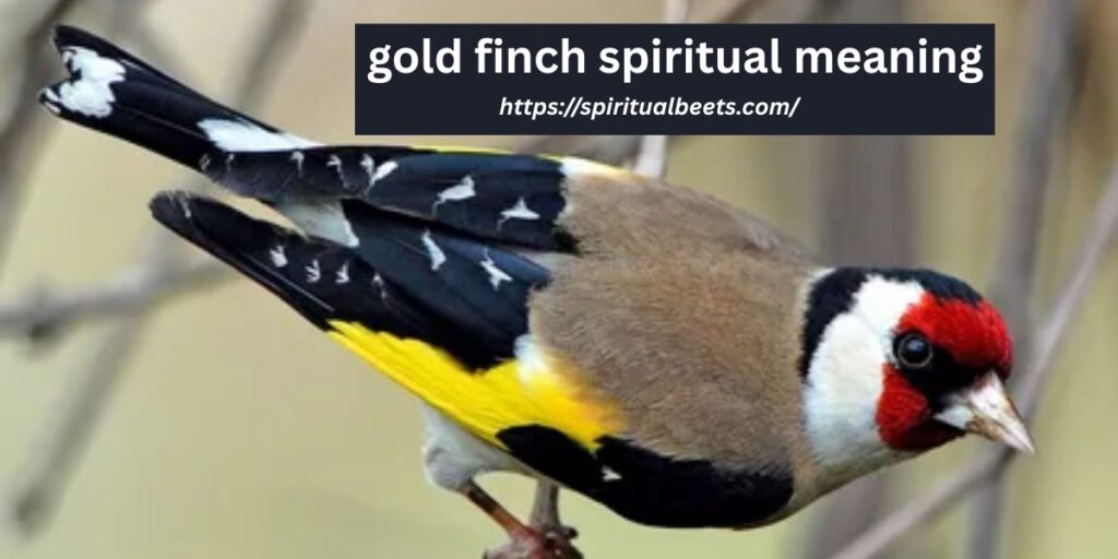 gold finch spiritual meaning