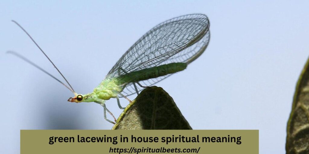 green lacewing in house spiritual meaning