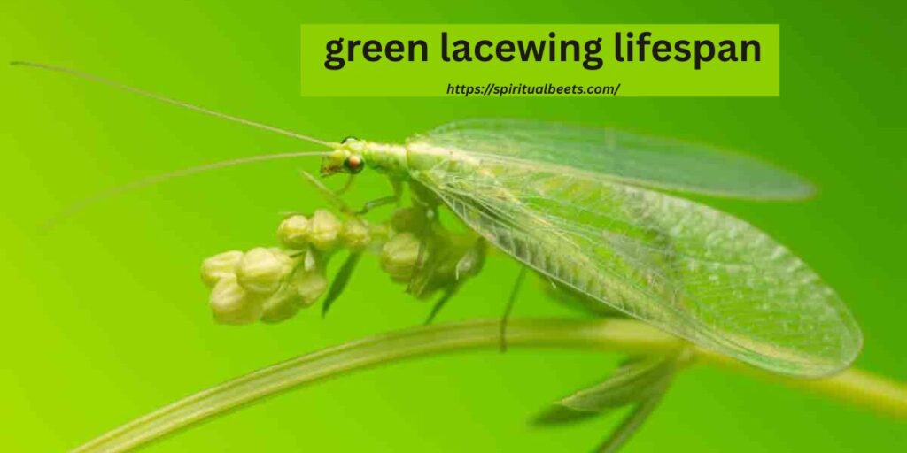 green lacewing lifespan