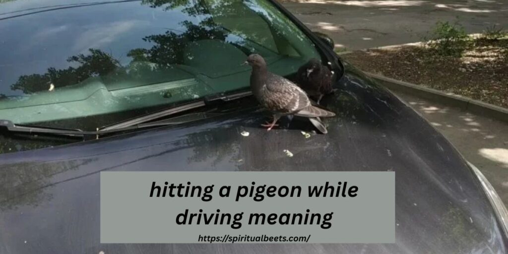 hitting a pigeon while driving meaning