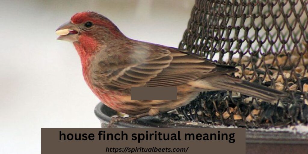 house finch spiritual meaning