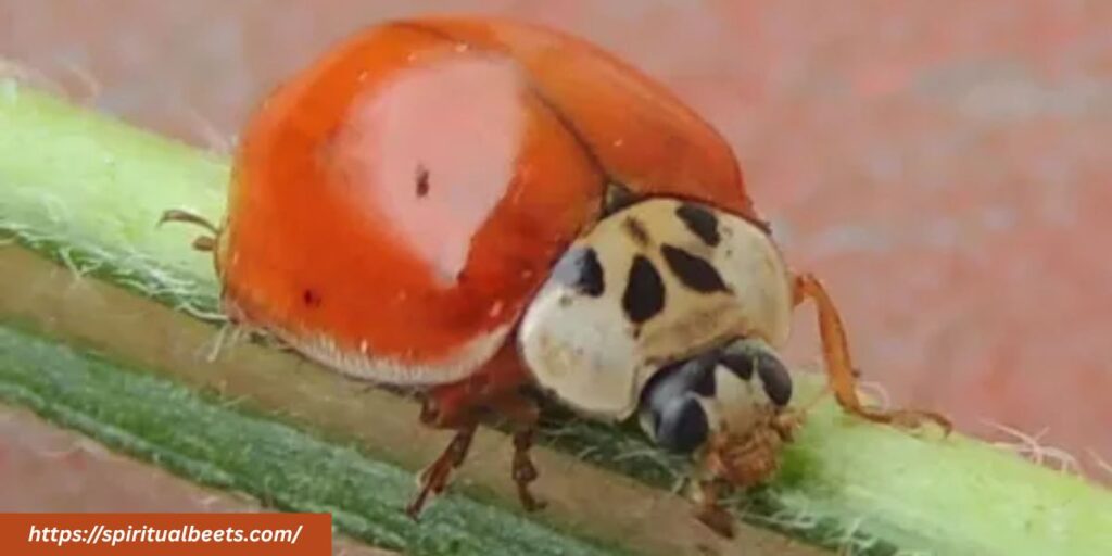 is a ladybug without spots lucky