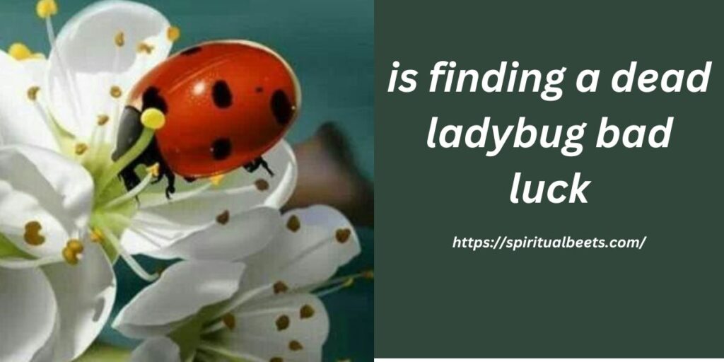 is finding a dead ladybug bad luck