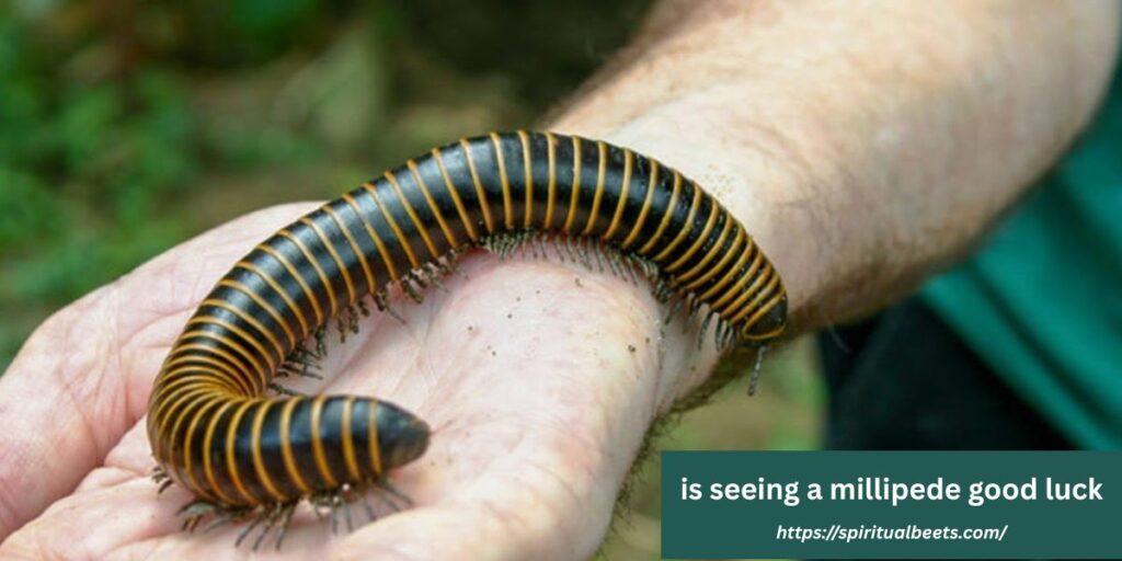 is seeing a millipede good luck