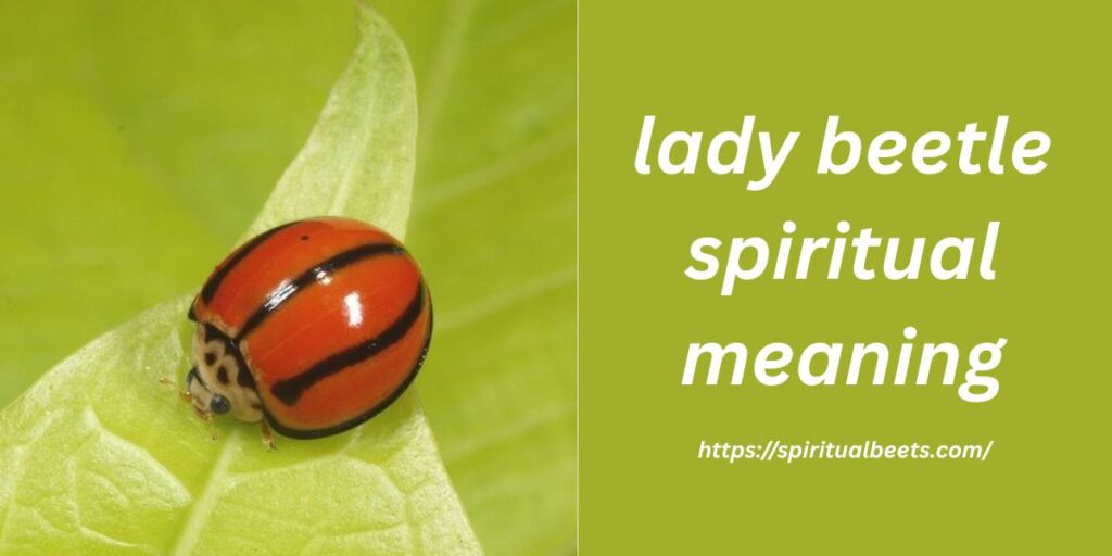 lady beetle spiritual meaning