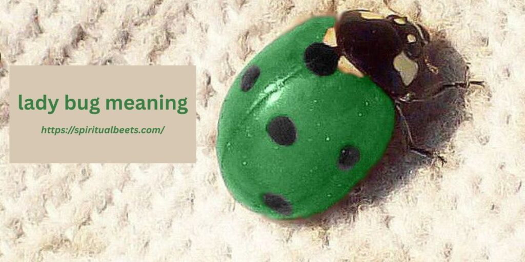 lady bug meaning