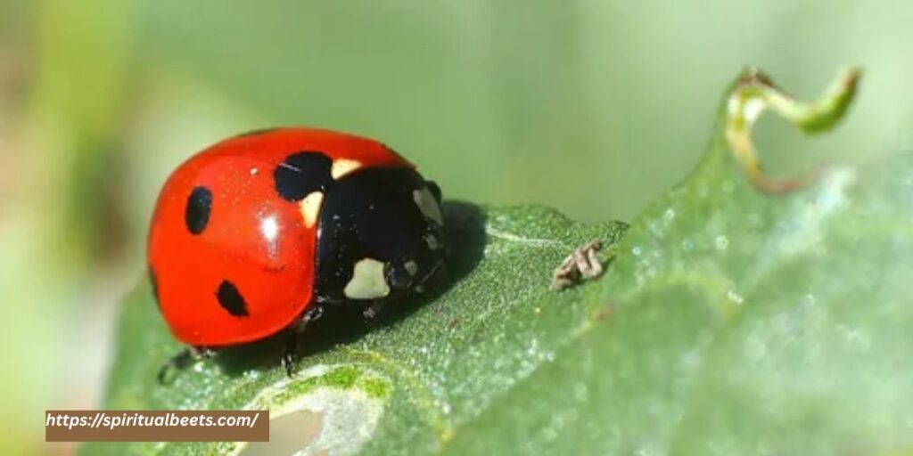 lady bug meaning spiritual