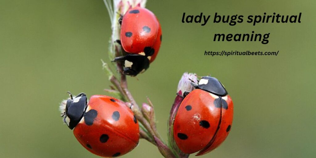 lady bugs spiritual meaning