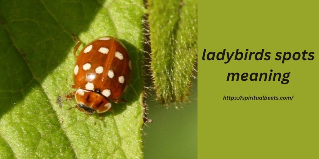 ladybirds spots meaning