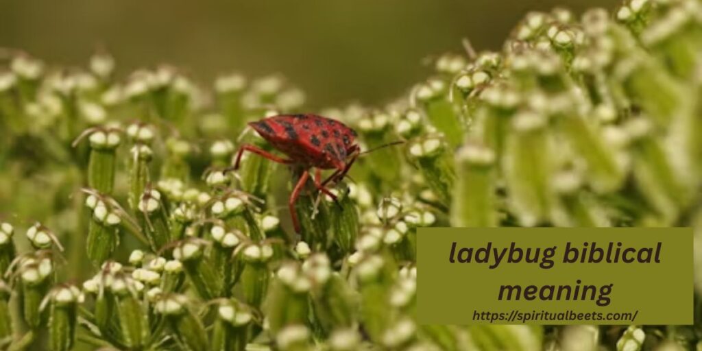 ladybug biblical meaning