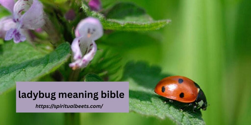 ladybug meaning bible