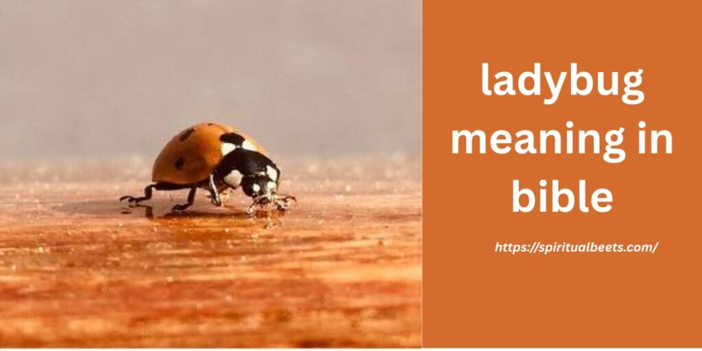 ladybug meaning in bible