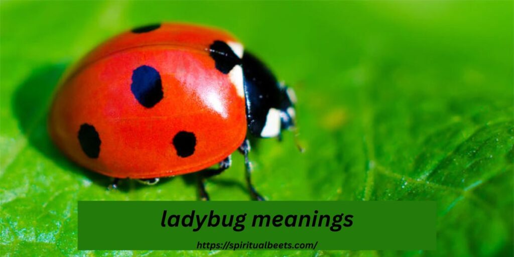 ladybug meanings