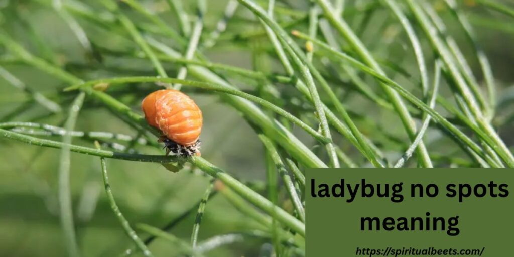 ladybug no spots meaning
