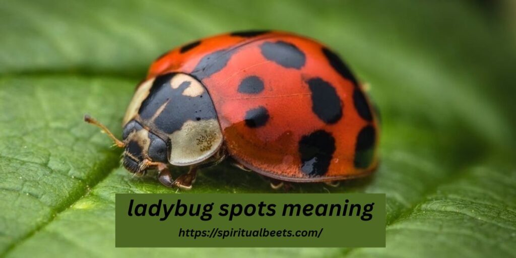 ladybug spots meaning
