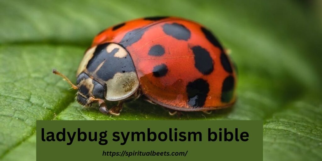 ladybug symbolism bible