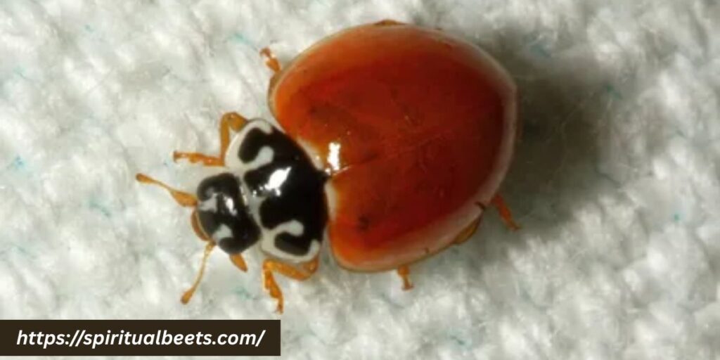 ladybug with no spots meaning